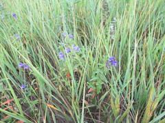 Scutellaria scordifolia