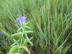 Scutellaria scordifolia