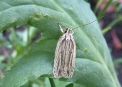 Agonopterix umbellana
