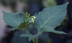 Solanum nigrum nigrum