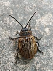 Coleoptera
