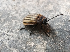 Coleoptera