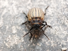 Coleoptera
