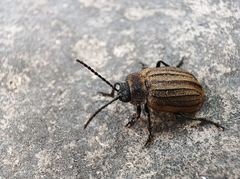 Coleoptera