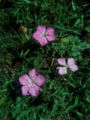 Dianthus caucaseus