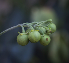 Solanum nigrum nigrum