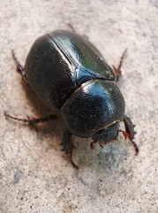 Coleoptera
