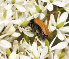 Phyllotocus rufipennis