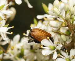 Phyllotocus rufipennis