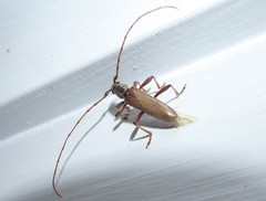 Eburida quadriguttata