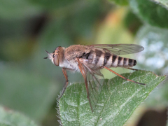 Thereva unica