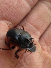 Onthophagus ferox