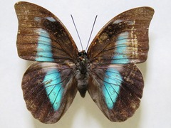 Archaeoprepona demophon centralis
