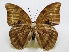 Archaeoprepona demophon centralis
