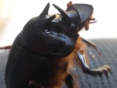 Onthophagus ferox