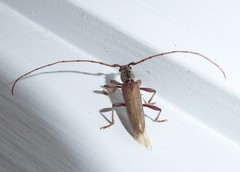 Eburida quadriguttata