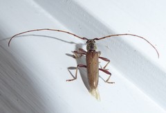 Eburida quadriguttata