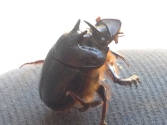 Onthophagus ferox