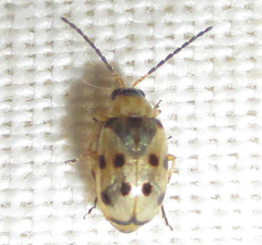 Afromaculepta ursulae