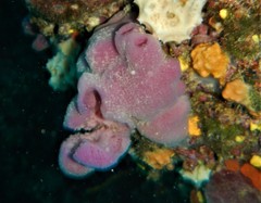 Haliclona mediterranea