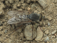 Thereva unica