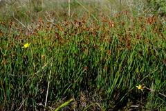 Elegia squamosa