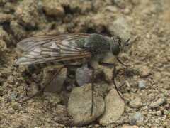 Thereva unica