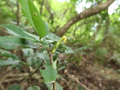 Macroglossum passalus