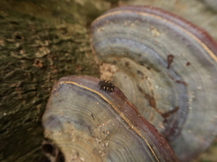 Eumorphus quadriguttatus pulchripes