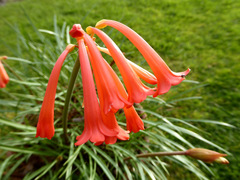 Cyrtanthus brachyscyphus