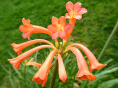 Cyrtanthus brachyscyphus