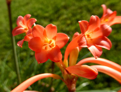 Cyrtanthus brachyscyphus