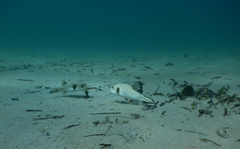 Arothron immaculatus