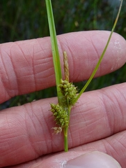 Carex viridula