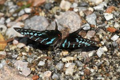 Graphium colonna