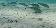 Band-Tail Goatfish photo 4