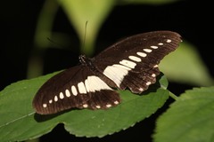 Papilio echerioides