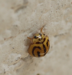 Anegleis cardoni