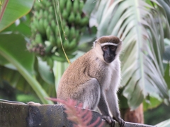 Chlorocebus pygerythrus