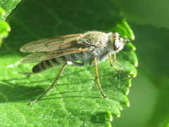 Thereva unica