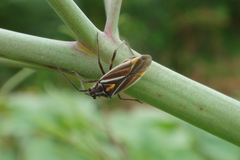 Horistus orientalis