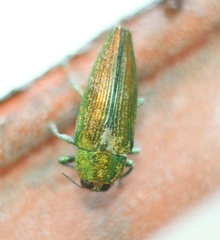 Cardiaspis pisciformis