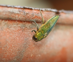 Cardiaspis pisciformis