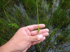Carex viridula