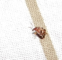 Callosobruchus maculatus