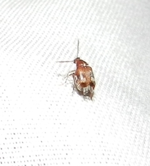 Callosobruchus maculatus