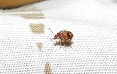 Callosobruchus maculatus