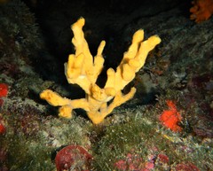 Axinella verrucosa