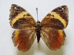 Opsiphanes cassina chiriquensis
