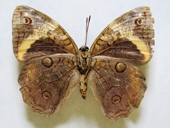 Opsiphanes cassina chiriquensis